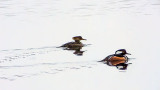 Mrs & Mr Merganser 20130407