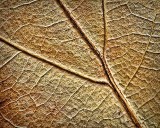 Oak Leaf Closeup DSCF00344