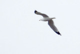 Gull In Flight DSCF00770