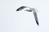 Gull In Flight DSCF00771