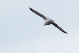 Gull In Flight DSCF00774