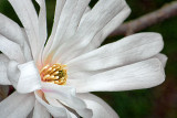 Spring Blossom 20130430