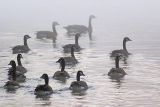 Goose Flotilla