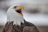 close up -0096.jpg