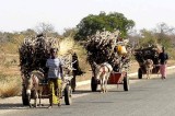 Donkey carts carrying firewood, Burkina Faso