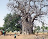 Sacred Baobab in Toumousseni, Burkina Faso