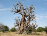 Old Baobab near Manega, Burkina Faso