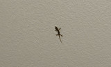 Lizard in the house