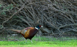 Ring-Necked Pheasant