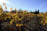 Colorful Vineyards