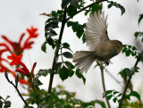 Escaping Bushtit