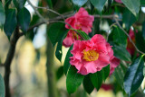 Camellias