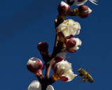 Busy Bee