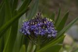 Caribbean lily