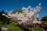 Cherry Blossoms