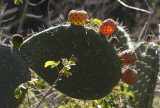 Glowing Prickly Pear Fruit