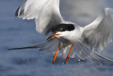 Tern