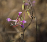 Elegant Clarkia