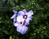 <strong>Altha - Hibiscus syriacus</strong>