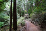 Muir Woods Trail