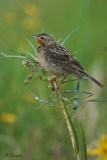 Animals_045_1.jpg