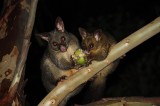 Possums @ South Durras - NSW