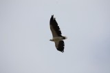 Eagle @ Mystery Bay