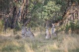 Kangaroos @ Kosciuszko - NSW