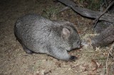 Wombat @ Wilsons Promontory - Victoria