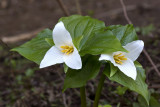 First Trillium