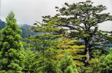 5000 year old cedar on Yakushima