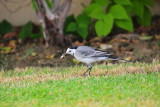 White Wagtail