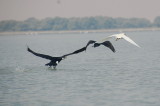 Great Cormoran & Egret