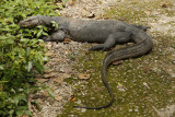 water monitor.jpg