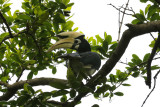 hornbill.jpg