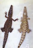 fig 3.14_C porosus colour change.jpg
