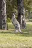 grey roo.jpg