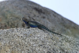 Sceloporus.jpg