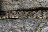 deceptive_granite.jpg