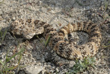 Crotalus mitchelli.jpg