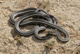 striped racer.jpg