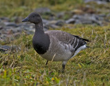 Pale Bellied Brent Goose