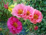 Cluster of Portulaca