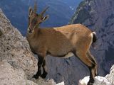 Alpine Ibex, Montasio, Italy