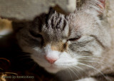 Sleepyhead Stormy