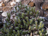 Spiny Spikemoss: <i>Selaginella acanthonota</i>