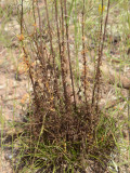 Nuttalls Rayless Goldenrod with current and older <i>Cuscuta harperi</i>