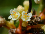 Harpers Dodder: <i>Cuscuta harperi</i>, 5-merous and 4-merous flowers
