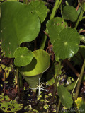 American Frogs-bit: <i>Limnobium spongia</i>