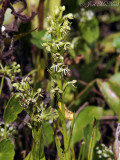Water Spider Orchid: <i>Habenaria repens</i>